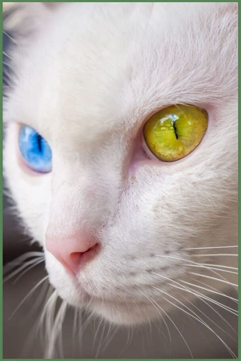 Here's why some cats have different color eyes.